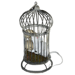 Haunted Bird Cage