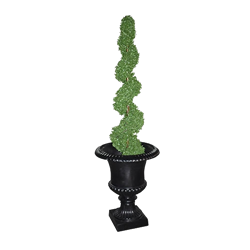 Spiral Topiary in Black Urn