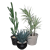Cactus Scatter