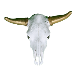 Cow Skull - Gold Horns