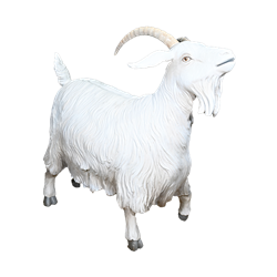 Natural Goat - Large