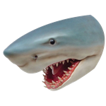 Shark Head