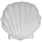Large Sea Shell