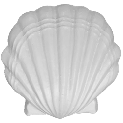 Large Sea Shell