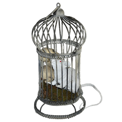 Haunted Bird Cage