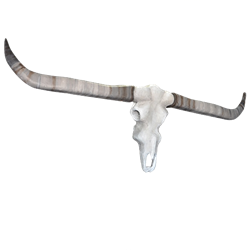 Oversized Longhorn Skull