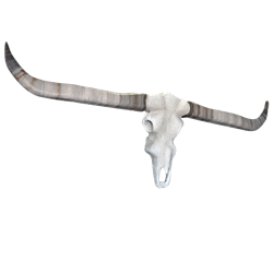 Oversized Longhorn Skull