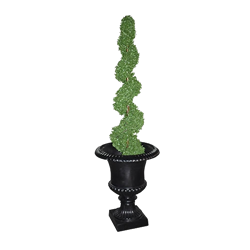 Spiral Topiary in Black Urn
