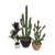 Cactus Trio