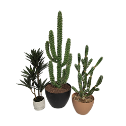 Cactus Trio