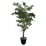 Faux Ficus Tree 6'