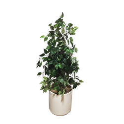 Faux Ficus Tree 4'