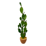 Prickly Pear Cactus in Basket
