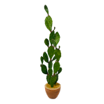 Prickly Pear Cactus in Basket