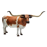 Texas Longhorn Steer