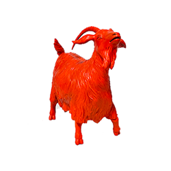 Medium Orange Goat