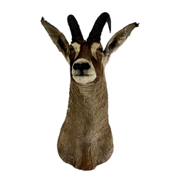 Oryx - Animal Head Mount