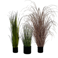 Texas Grass Trio