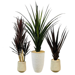Yucca Trio
