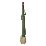 Mexican Fencepost Cactus