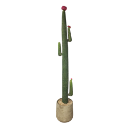 Mexican Fencepost Cactus