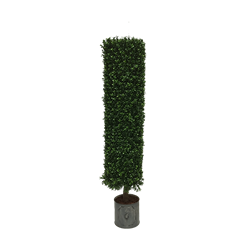 Round Boxwood Topiary Tree