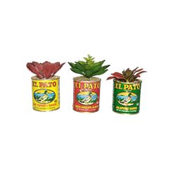 El Pato Succulent Trio - Small