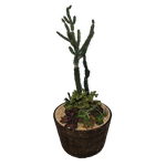 Cactus Weighted Half Barrel