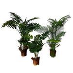 Tropical Plant Trio